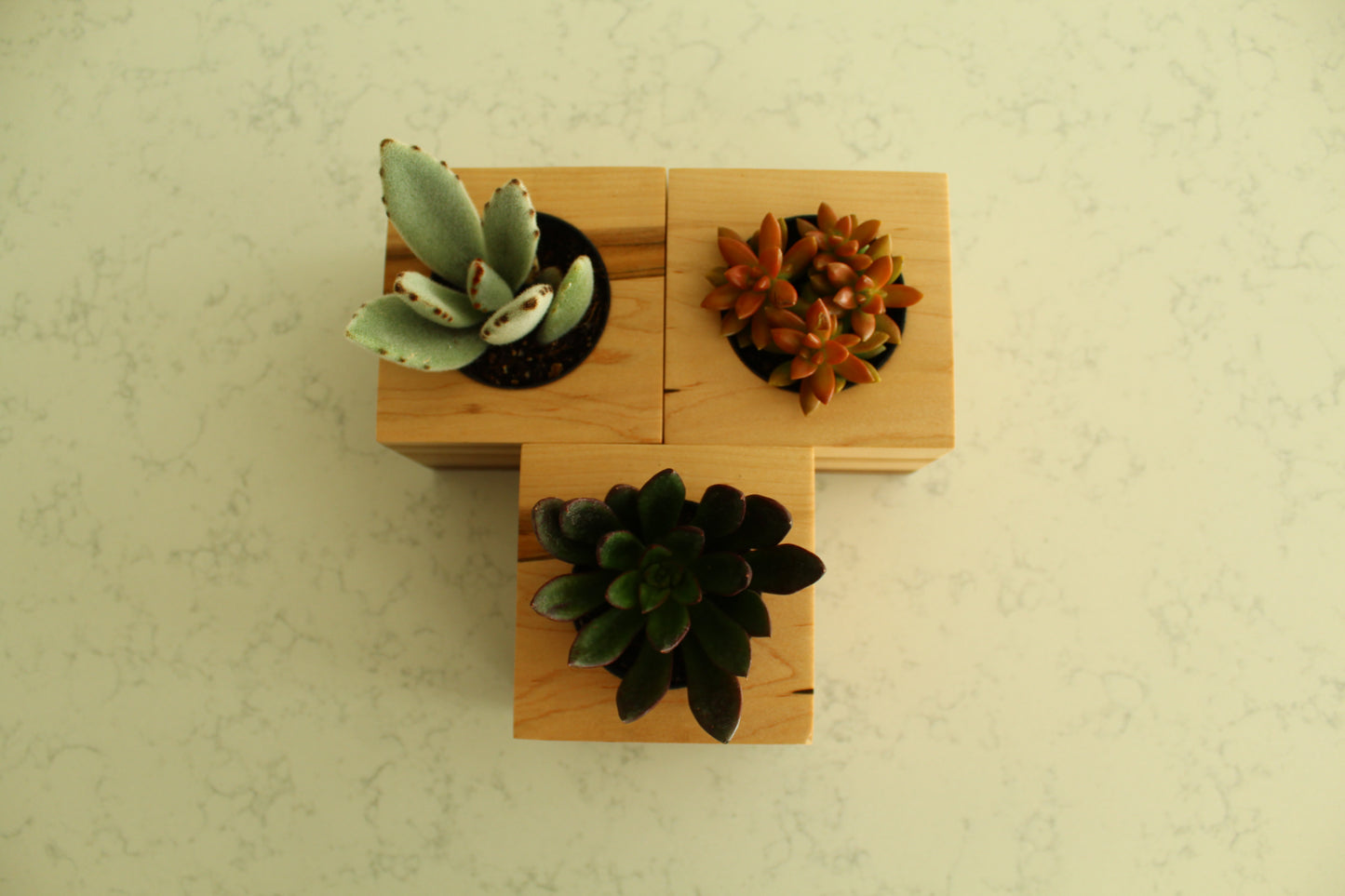Handcrafted Succulent Planter – Ambrosia Maple & Walnut