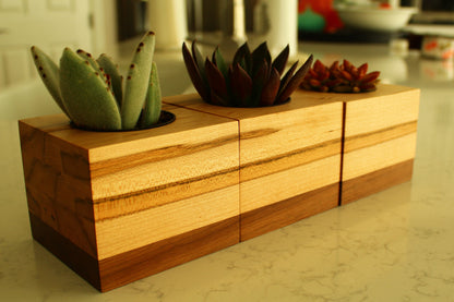 Wooden planter with succulents on a kitchen counter